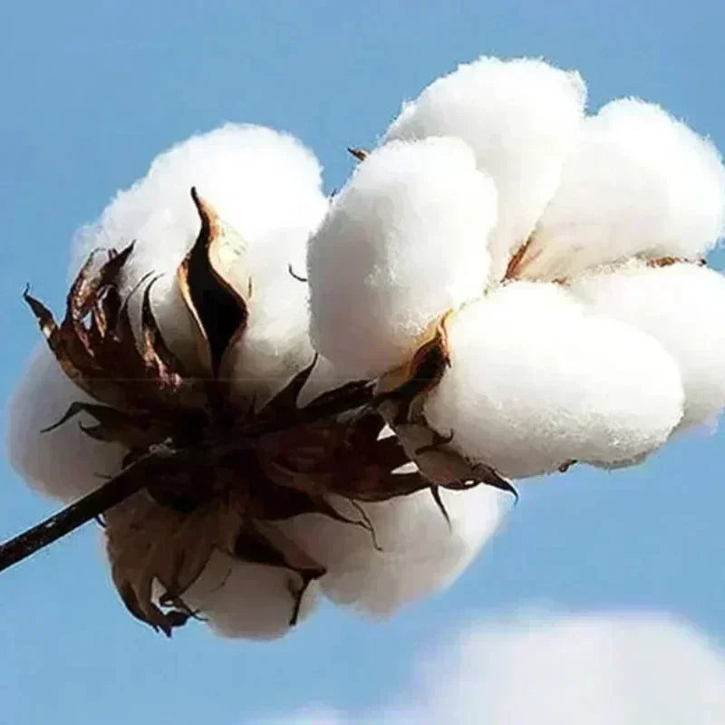 Noruega Otoño Invierno modelos de lana para hombres a prueba de viento cálido 100% algodón Sudadera con capucha de gran tamaño viajero al aire libre top elástico alto para hombres